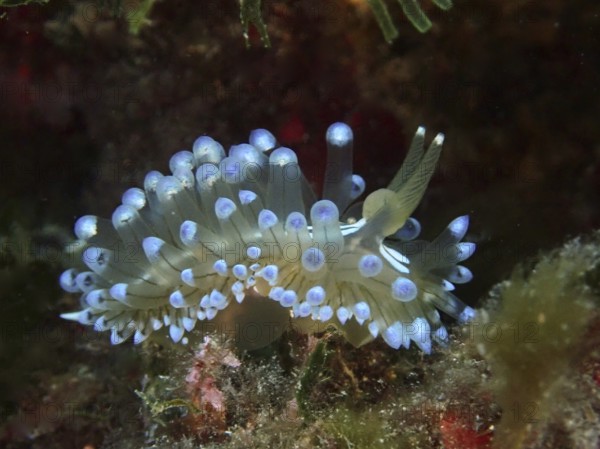 Marine nudibranch with distinctive blue tentacles, Striped Thick-billed ribbon Slug (Janolus