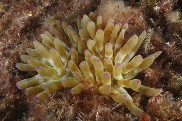 Yellow rock rose (Cribrinopsis crassa) with purple tips on the seabed. Dive site Cap de Creus