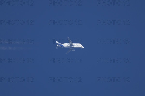 Airbus A300-600ST Super Transporter or Beluga aircraft in flight in a blue sky with vapour trails