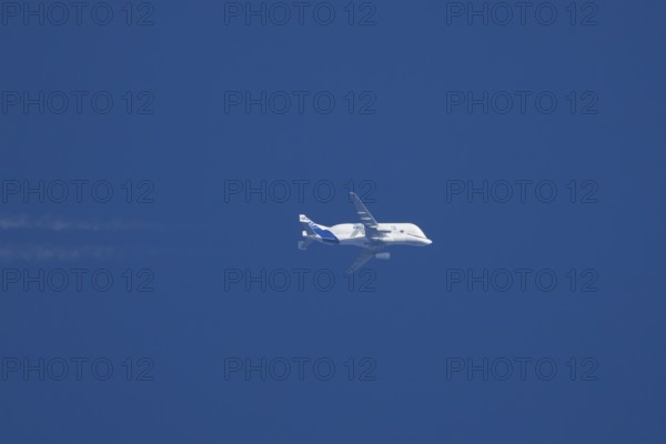 Airbus A300-600ST Super Transporter or Beluga aircraft in flight in a blue sky with vapour trails