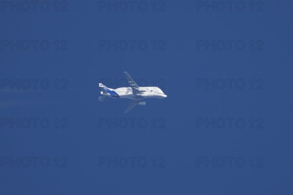 Airbus A300-600ST Super Transporter or Beluga aircraft in flight in a blue sky with vapour trails