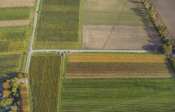 Aerial view, agricultural plantation cultivation Auf der Höhe in the district Kirchhellen-Nord-Ost