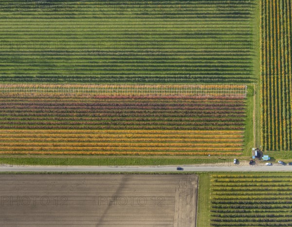 Aerial view, agricultural plantation cultivation Auf der Höhe in the district Kirchhellen-Nord-Ost