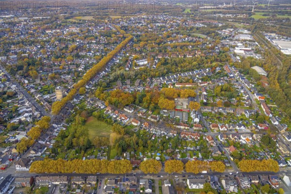 Aerial view, Autumnal rows of trees in the residential area between Scharnhölzstraße and