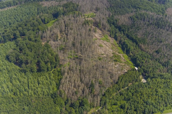 Aerial photo, forest area with forest damage in Hüsten, Arnsberg, Sauerland, North