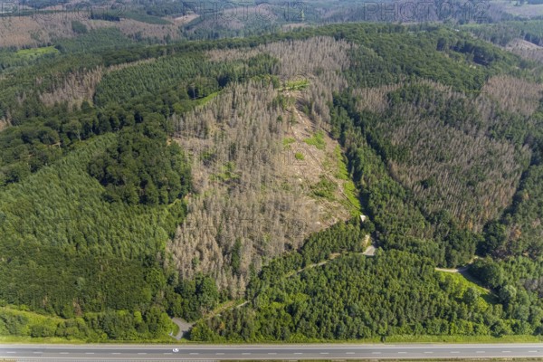 Aerial photo, forest area with forest damage in Hüsten, Arnsberg, Sauerland, North
