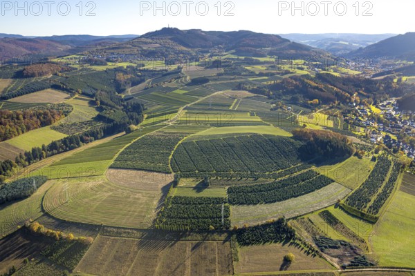 Aerial view, meadows and fields with Christmas tree cultivation at the district Heringhausen in