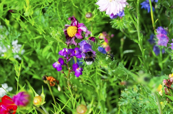Bees fly over a sea of colourful wildflowers and collect nectar on a sunny summer's day, Colourful