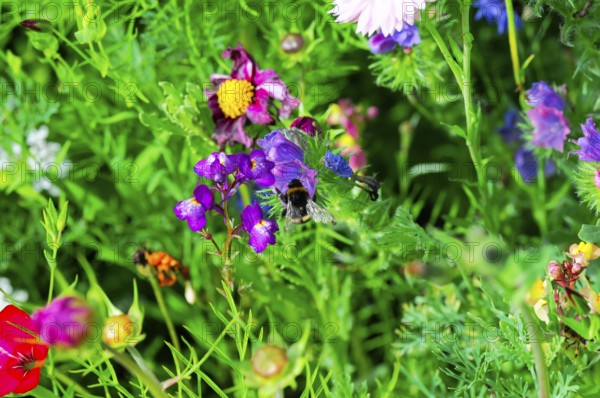 Vibrant wildflowers with bees collecting nectar in a dense, colourful sea of flowers, Colourful