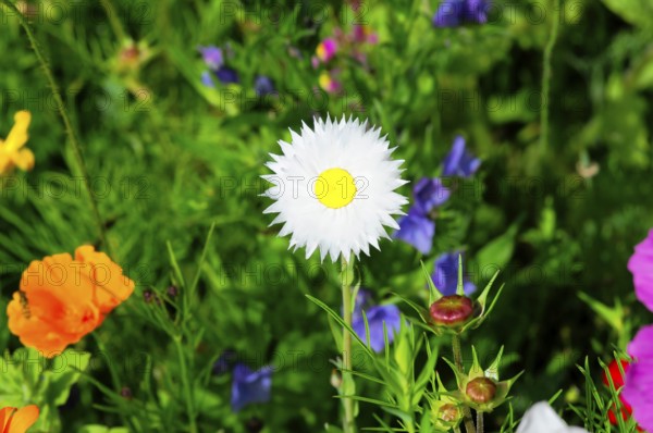 White daisy against a colourful background in the garden, Colourful flower meadow, Schwäbisch