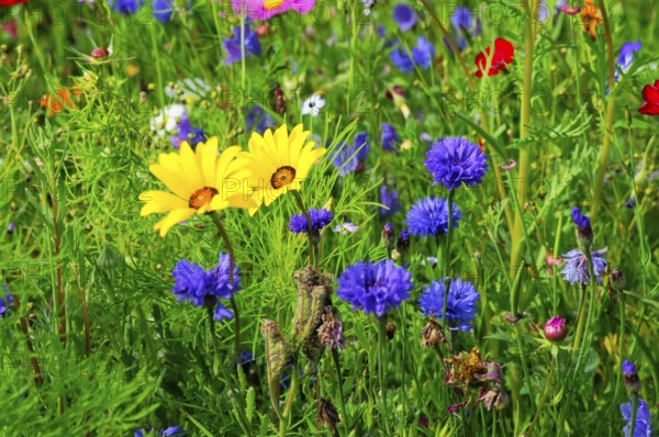Yellow and purple flowers on a lively, colourful meadow, Bunte Blumenwiese, Schwäbisch Gmünd,