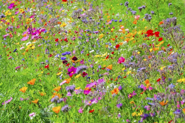 Colourful wildflowers cover a meadow on a sunny day, Colourful flower meadow, Schwäbisch Gmünd,