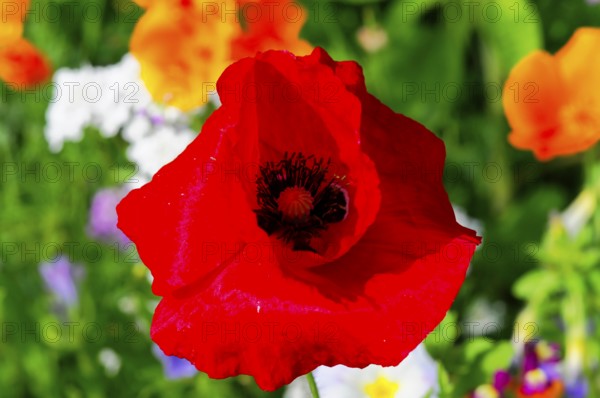 Corn poppy (Papaver rhoeas), Bright red poppy in full bloom against a green background, Colourful