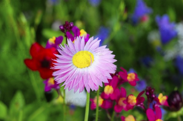 Pink flower with yellow centre amidst colourful meadow flowers, Bunte Blumenwiese, Schwäbisch