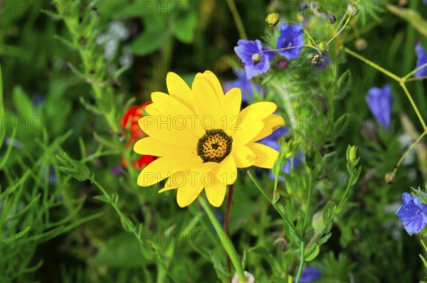 Yellow flower shines amidst green leaves on a summer meadow, Colourful flower meadow, Schwäbisch