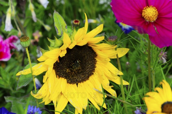 Yellow sunflower amidst colourful summer flowers, Colourful flower meadow, Schwäbisch Gmünd,