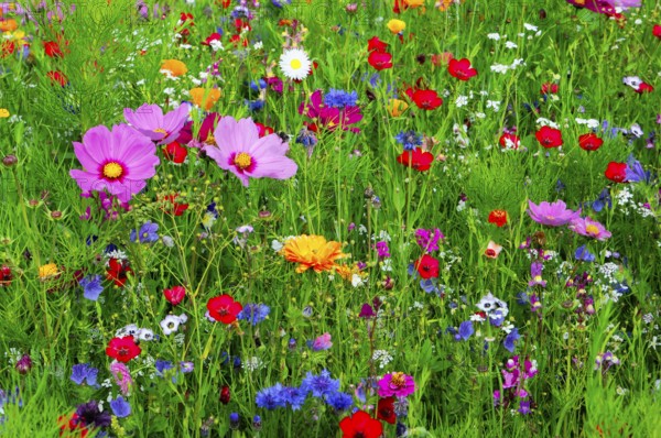 Colourful summer meadow with a variety of wildflowers in green surroundings, Colourful flower