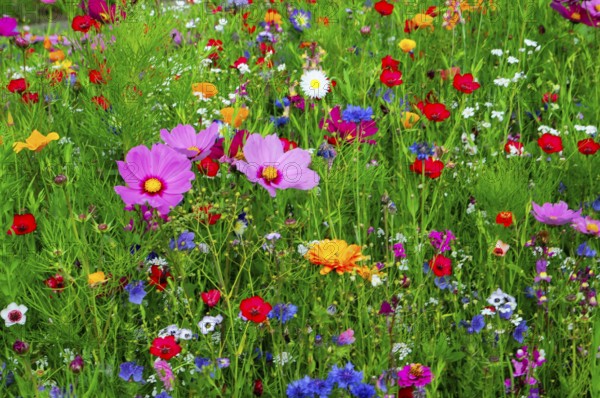 A living sea of flowers in a green natural environment, Colourful flower meadow, Schwäbisch Gmünd,