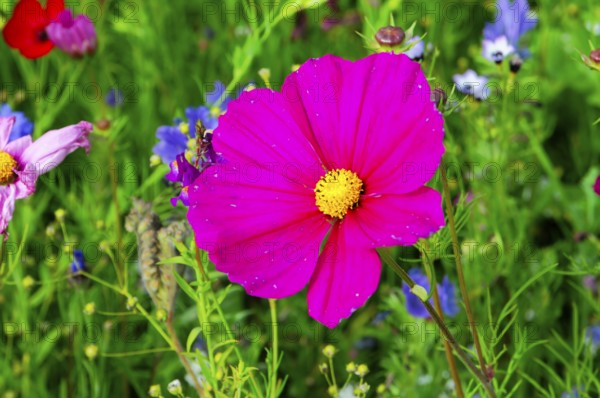 A bright pink flower in the middle of a green meadow, Bunte Blumenwiese, Schwäbisch Gmünd,