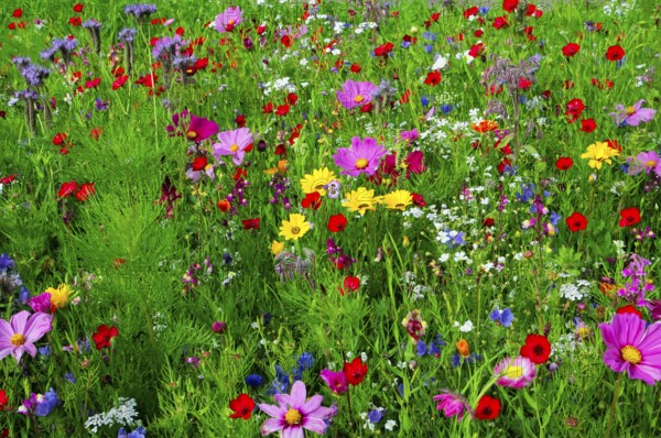Colourful summer meadow full of blooming wildflowers, Bunte Blumenwiese, Schwäbisch Gmünd,