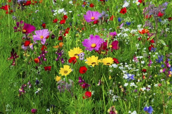 Colourful flower meadow with various wildflowers in vibrant colours, Bunte Blumenwiese, Schwäbisch