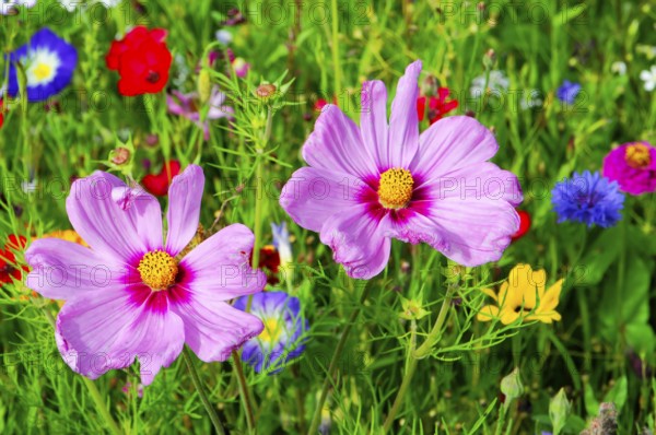 Ornamental basket, cosmea (Cosmea bipinnata), Two pink flowers stand prominently in front of a