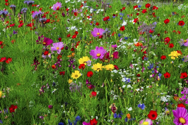 Vibrant and colourful flower meadow full of wild flowers, Bunte Blumenwiese, Schwäbisch Gmünd,