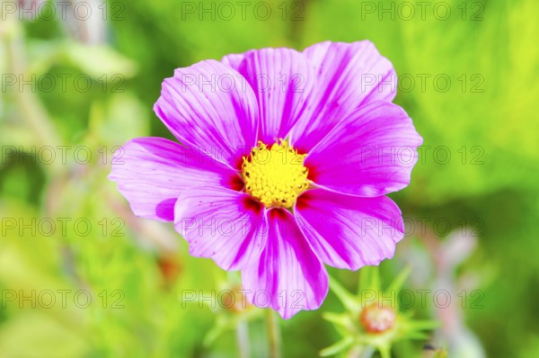 Ornamental basket, cosmea (Cosmea bipinnata), pink flower with yellow centre shows in front of a