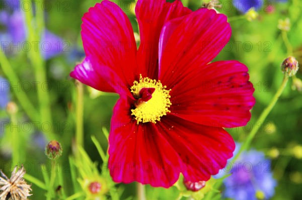 Ornamental basket, cosmea (Cosmea bipinnata), red flower with conspicuous yellow core in front of a