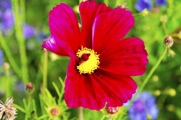 Ornamental basket, cosmea (Cosmea bipinnata), bright red flower with yellow centre in a colourful,