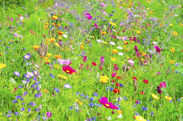A field of blooming wildflowers in vibrant colours and green grass, Bunte Blumenwiese, Schwäbisch