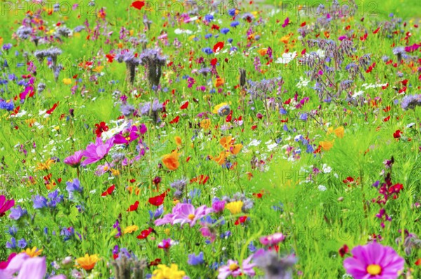 A lively flower meadow full of colourful, blooming wildflowers, Bunte Blumenwiese, Schwäbisch