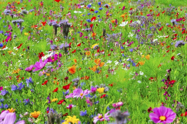 A colourful field of vibrant wildflowers in full bloom, Bunte Blumenwiese, Schwäbisch Gmünd,