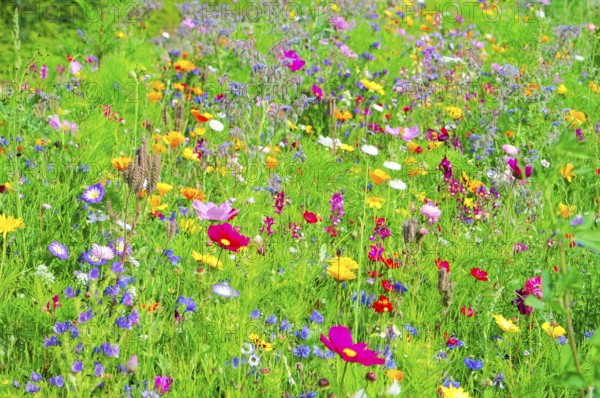 A diverse selection of colourful flowers on a green meadow, Bunte Blumenwiese, Schwäbisch Gmünd,