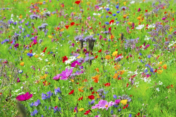 A sea of colourful wildflowers spreads across the green meadow, Bunte Blumenwiese, Schwäbisch