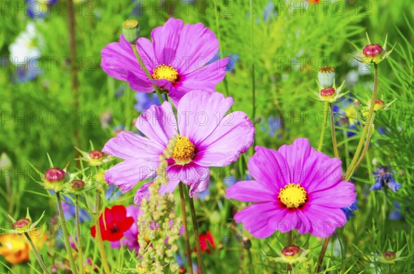Ornamental basket, cosmea (Cosmea bipinnata), pink cosmos flowers in a lush flower field, colourful