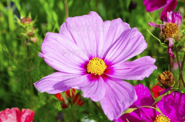 Ornamental basket, cosmea (Cosmea bipinnata), large pink cosmea flower in the foreground amidst