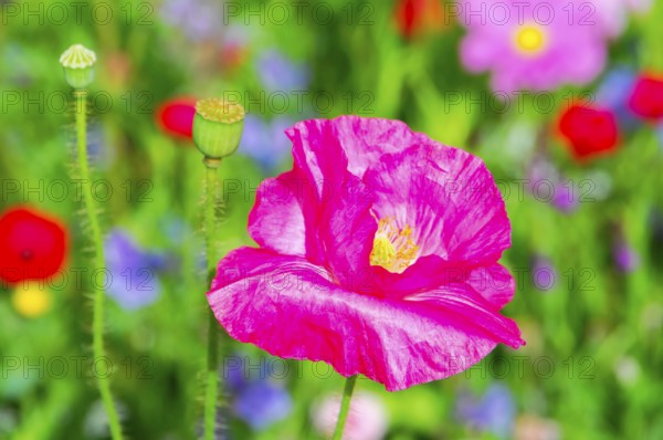 Corn poppy (Papaver rhoeas), Bright pink poppy against a blurred background, focussed