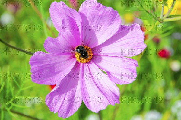 Cosmea bipinnata, pink flower with bee in blooming summer garden, colourful flower meadow,
