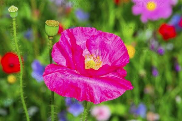 Corn poppy (Papaver rhoeas), Bright pink poppy in front of a colourful and blurred flower