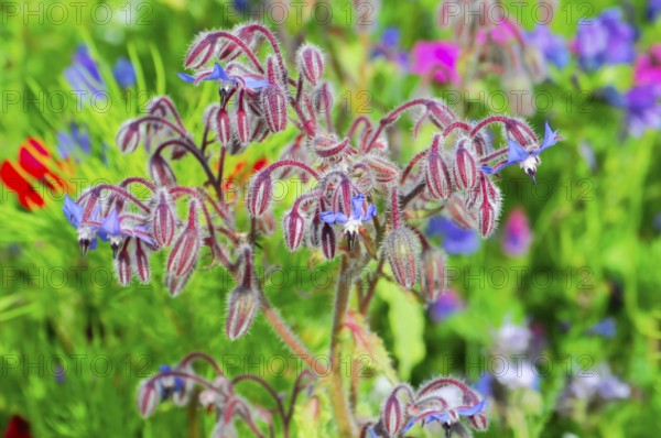 Borage blossoms in a lush field of flowers against a blurred background, Colourful flower meadow,