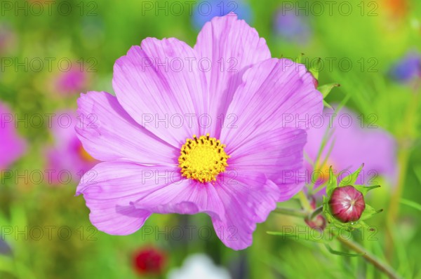 Cosmea bipinnata, pink cosmos flower with bud in summer garden, colourful flower meadow, Schwäbisch