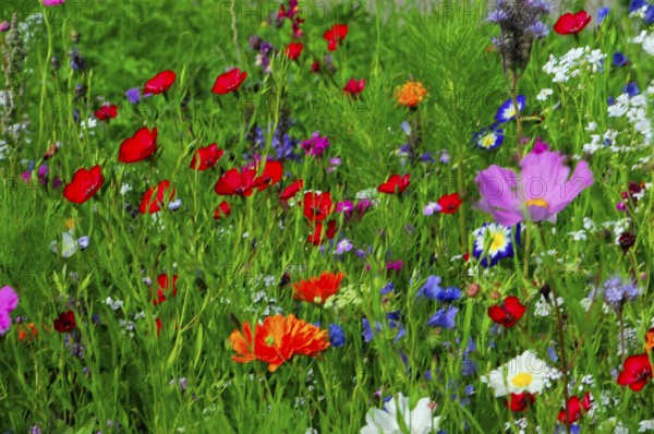 Colourful wildflowers spread across a green, fresh meadow, Colourful flower meadow, Schwäbisch