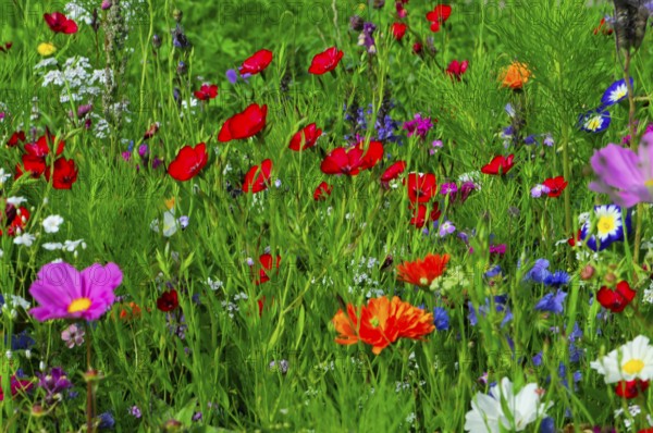 Various colourful flowers stand on a lively, green meadow, Bunte Blumenwiese, Schwäbisch Gmünd,