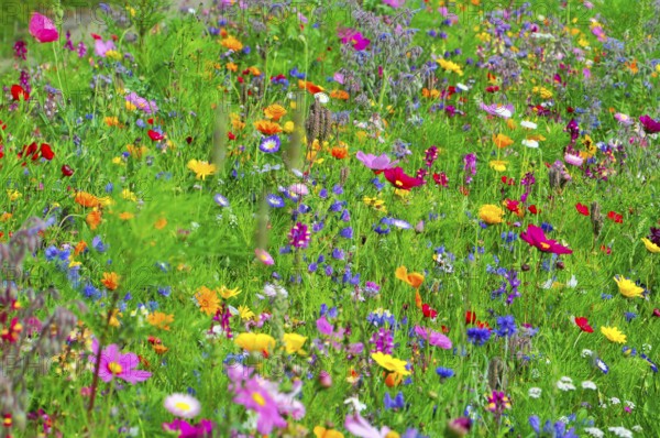 A sea of different colourful flowers on a green meadow, Bunte Blumenwiese, Schwäbisch Gmünd,