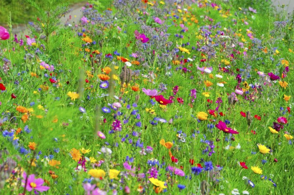 Various colourful wildflowers spread vividly across a green meadow, Colourful flower meadow,