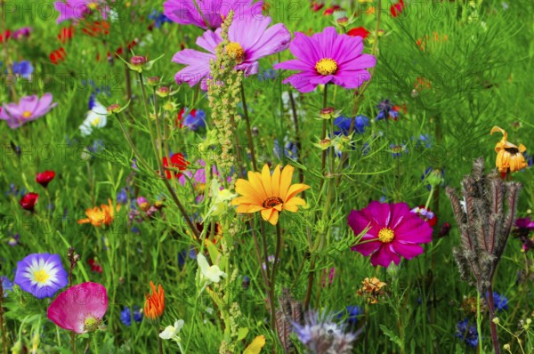 Ornamental basket, cosmea (Cosmea bipinnata), Colourful wildflowers standing close together in a