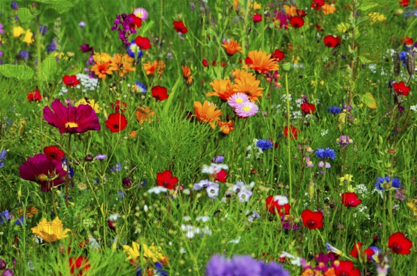 Colourful spring flowers on a lively meadow with lots of greenery, Bunte Blumenwiese, Schwäbisch