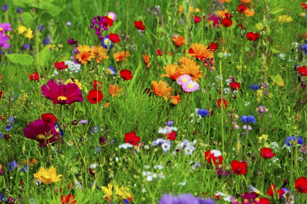 Vibrant wildflower meadow with colourful flowers and green vegetation, Colourful flower meadow,