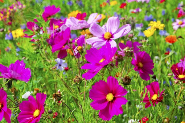 Ornamental basket, cosmea (Cosmea bipinnata), vibrant flowers in pink and purple with yellow